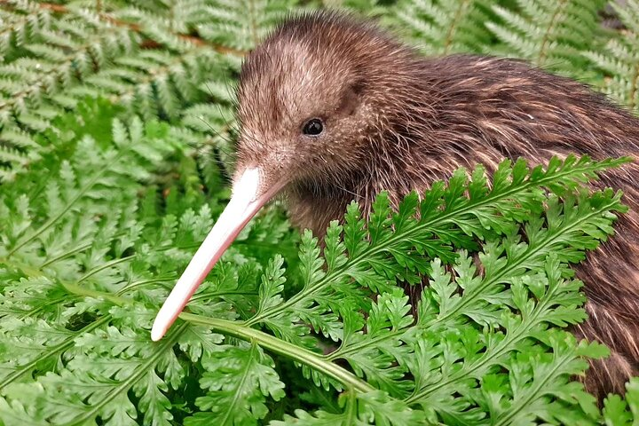 The exclusive North Island Brown Kiwi as seen in the Kiwi Night Encounter. 